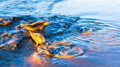 斑海豹惬意地生活在辽河口湿地。 谢刚摄