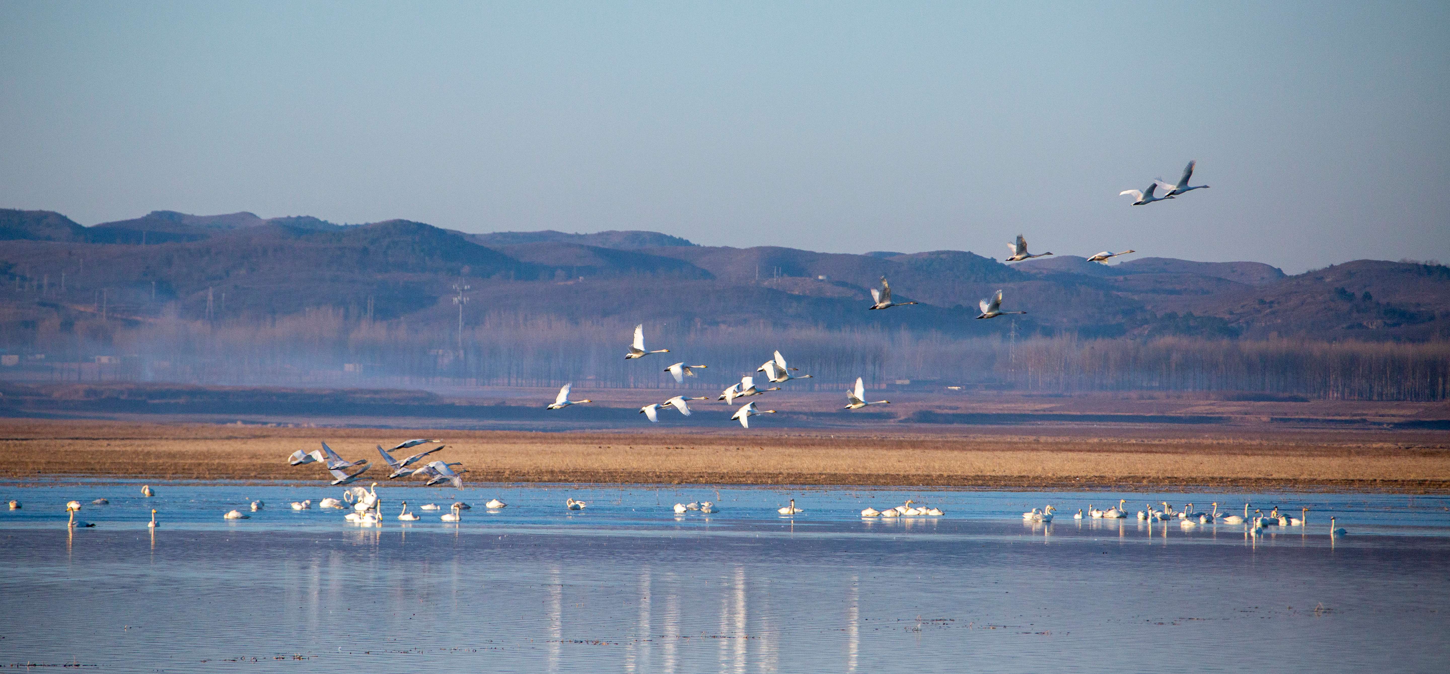 每年春季,白天鹅从南方迁徙至北票白石湿地栖息 (摄影:张旭)