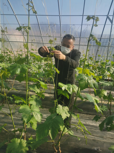 为满足群众需求，宽甸县科协科技特派员到农村现场指导葡萄种植技术。（摄影：王云峰）