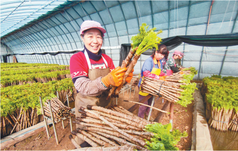 清原满族自治县湾甸子镇砍椽沟村村民种植反季山野菜致富。