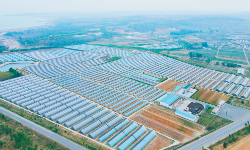 大连设施农业生产面积26万多亩，日光温室每亩效益3万元以上。（摄影：达农）