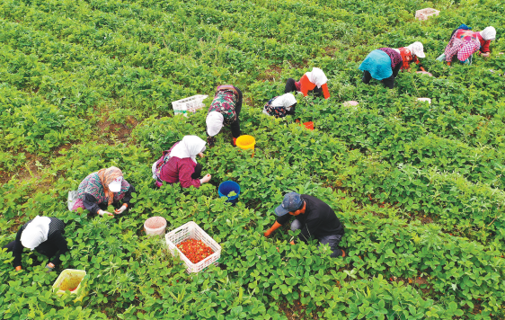 大连草莓种植面积近年来不断扩大，已超过12万亩。（摄影：吕文正）