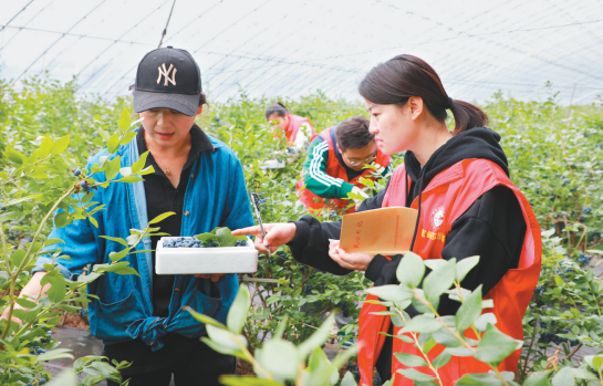 丹东宽甸满族自治县基层干部到蓝莓产业基地围绕乡村振兴工作开展实地调研。
