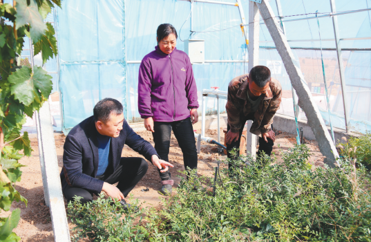 阜新市清河门区河西镇党委书记杨春辉在中草药种植基地查看快枣生长情况。