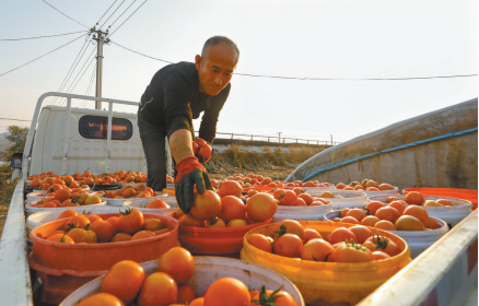 蒙古营镇跃进村大棚番茄喜获丰收，农民装车运往批发市场。