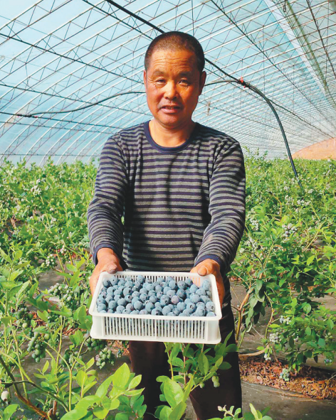 蓝莓成庄河农民增收的特色农产品。(来源:庄河市委宣传部)