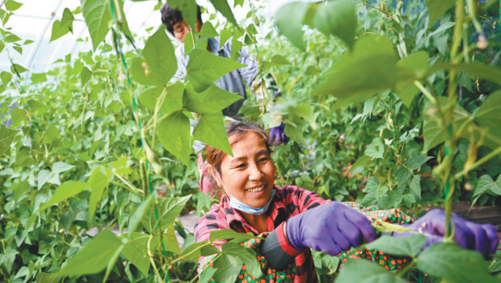 高标准日光温室大棚里蔬菜长势良好。