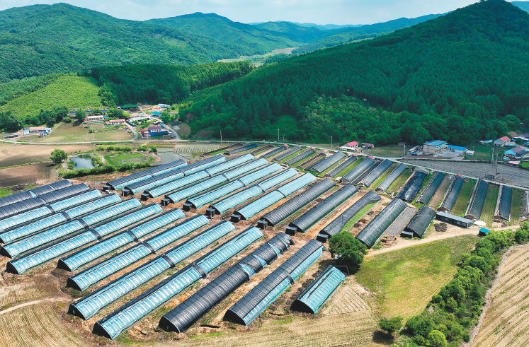 大庙村的日光温室大棚已成规模。