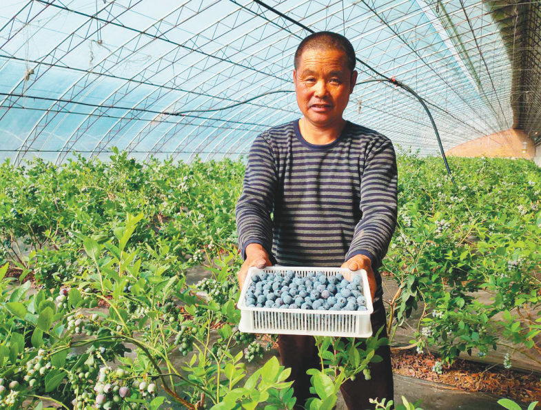 蓝莓被誉为庄河乡村振兴的“致富果”。(来源:庄河市委宣传部)