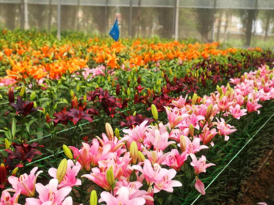 图为在凌源市花卉测试中心盛开的百合花。（受访单位供图）