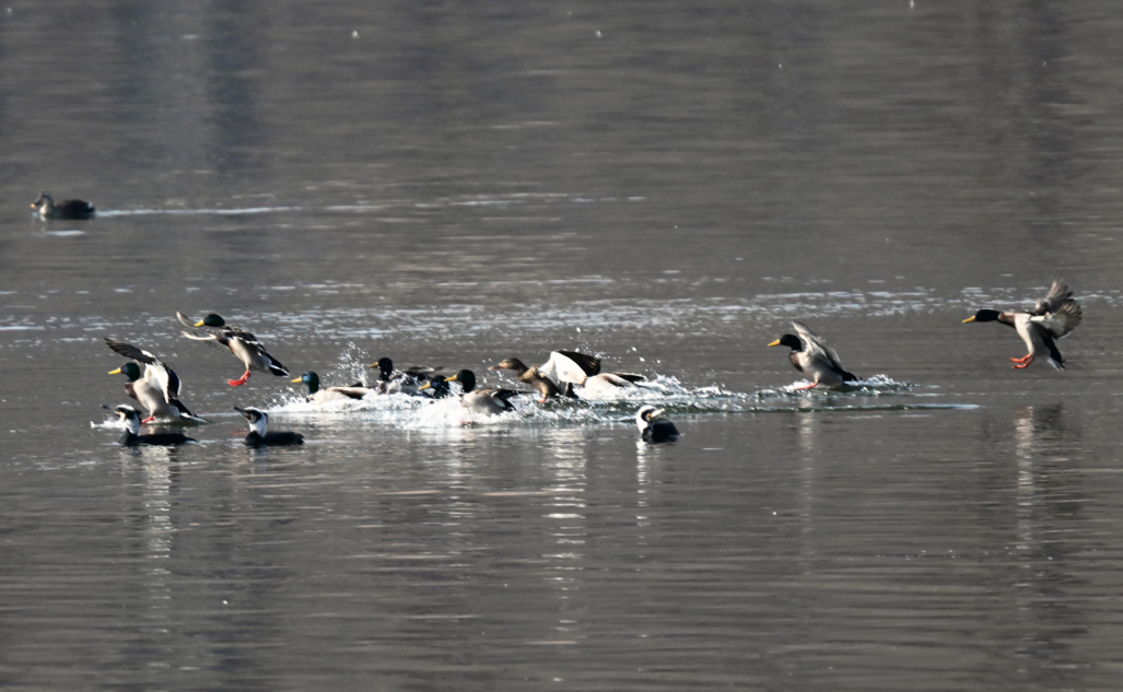 3月10日，沈阳沈水湾公园浑河橡胶坝水域迎来成群野生鸭类，赤麻鸭、绿头鸭、斑嘴鸭等在此集结，一幅生机盎然的早春生态画卷徐徐展开。
