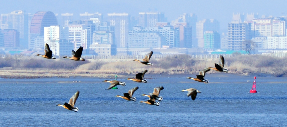 3月上旬，丹东新区鸭绿江沿岸，千余只鸿雁踏波而来，江风拂过，雁声阵阵，仿佛在讲述一段跨越千山万水的归途故事。