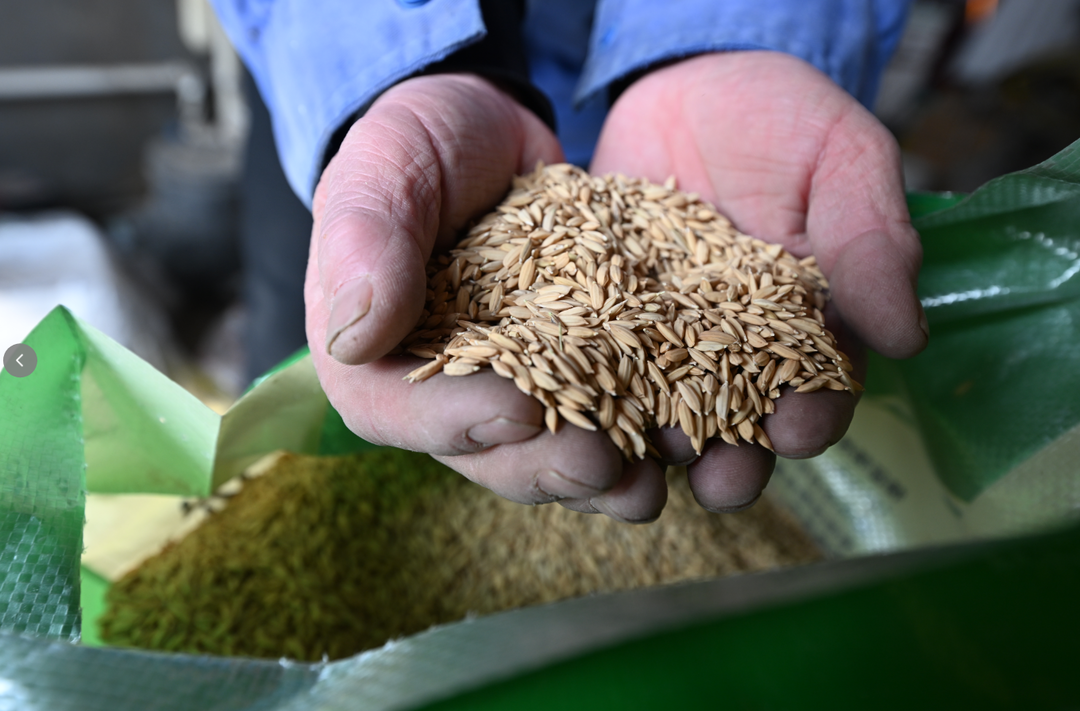 盘锦市大洼区唐家镇北窑村种粮大户雷雨已备好杂交早熟水稻种子。 辽宁日报记者 杨靖岫 摄