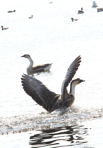 3月9日，沈阳鸟岛附近浑河流域迎来春日盛景，千余只鸿雁齐聚水面，成为沈城一道生态美景。