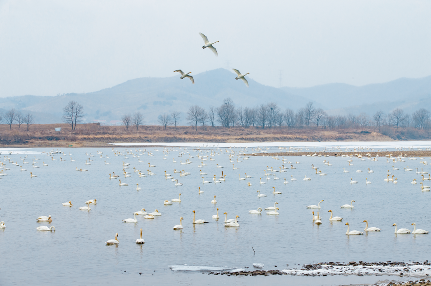 丹东凤城市蓝旗镇梅家堡子大洋河畔，再次迎来北归的天鹅。（摄影：徐迪）