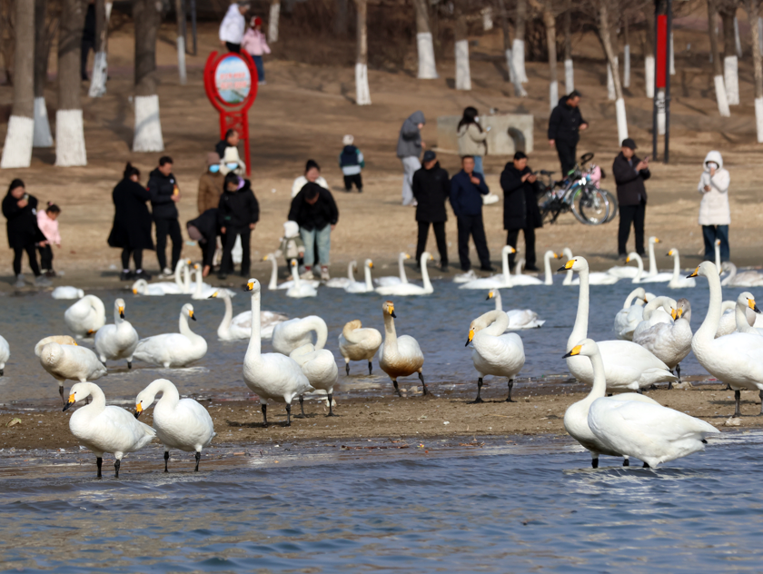 连日来，成群结队的白天鹅活跃在朝阳市双塔区大凌河畔，构成了一幅“凌河春天画境美，天鹅舞姿醉两岸”的生态诗画，成为春天里最动人的风景线。