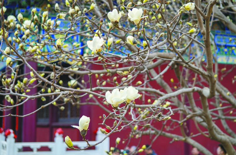 3月30日，沈阳市大东区东塔园内的白玉兰花姿绰约。