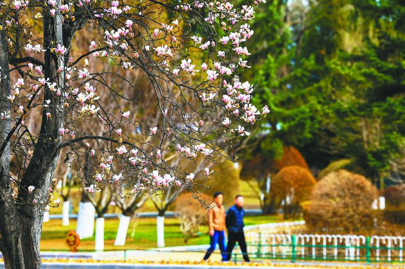 3月30日，丹东市十纬路与滨江路交叉路口，玉兰花悄然进入盛花期。