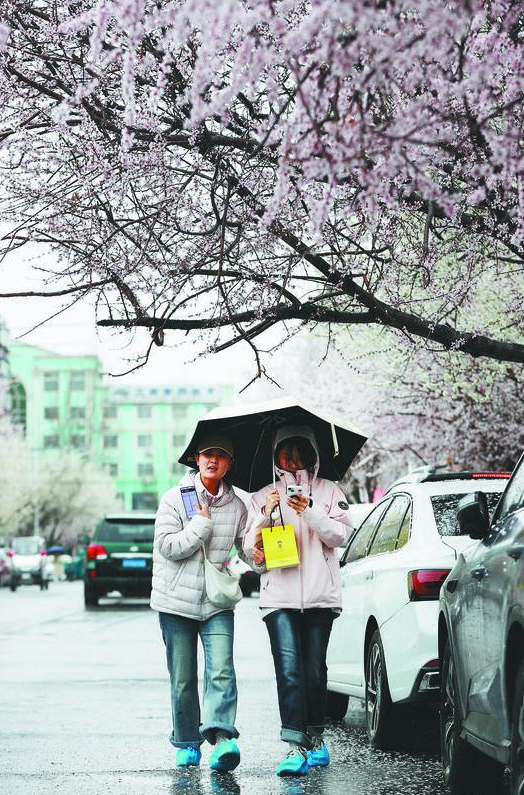 3月29日，朝阳市双塔区红星路盛开的桃花在细雨中更显娇艳。