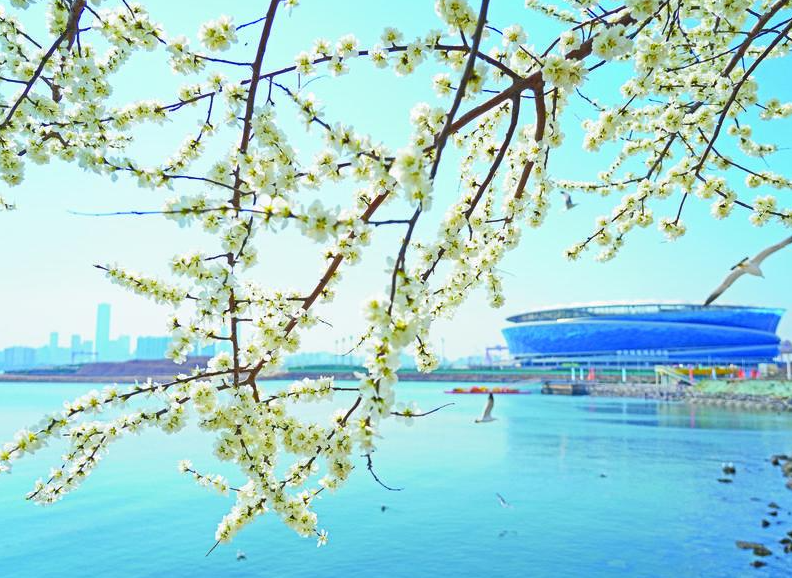 3月31日，大连海边的白碧桃树繁花满枝。