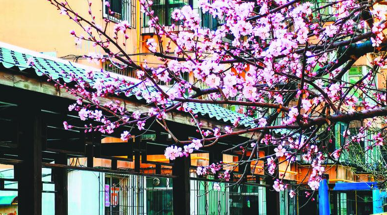 3月29日，鞍山市春花绽放。