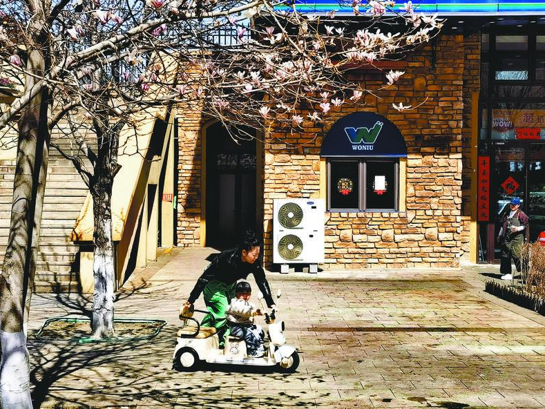 3月29日，营口鲅鱼圈，玉兰花盛开，春意盎然。