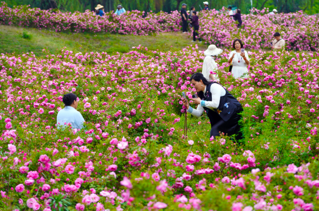 5月29日，浑河南岸月季花盛开，吸引众多市民游客前来赏景漫步。（摄影：李浩）
